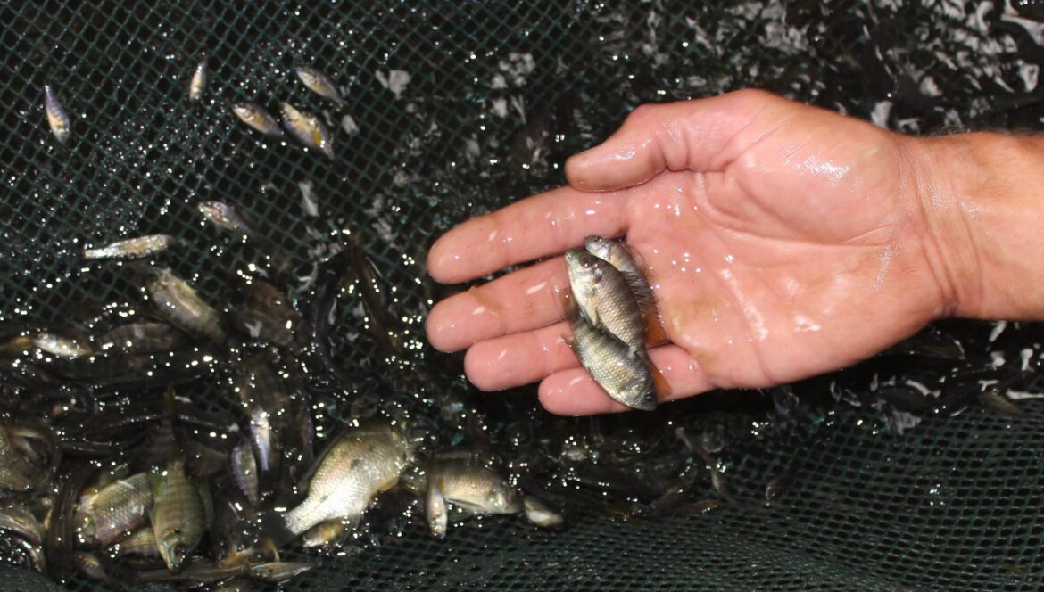 Small fish in a net with hand