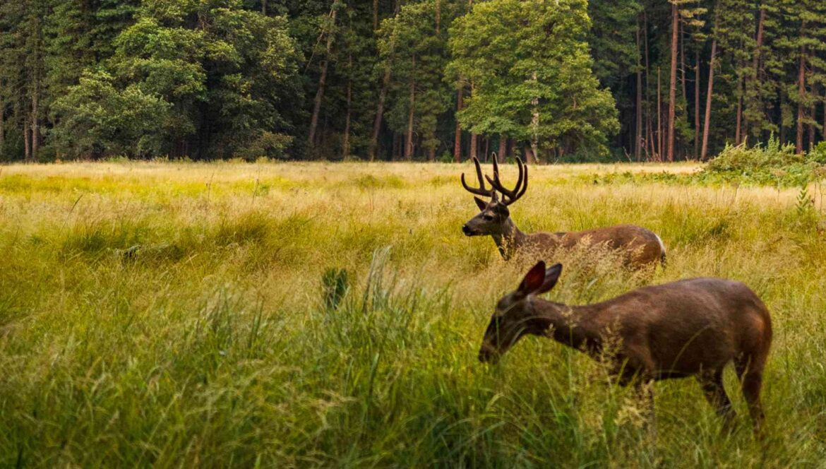 Deer in the Oregon wilderness