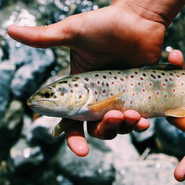 Fish in hand