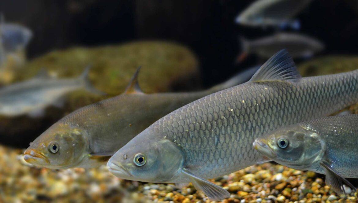 Colorado fish swimming in water