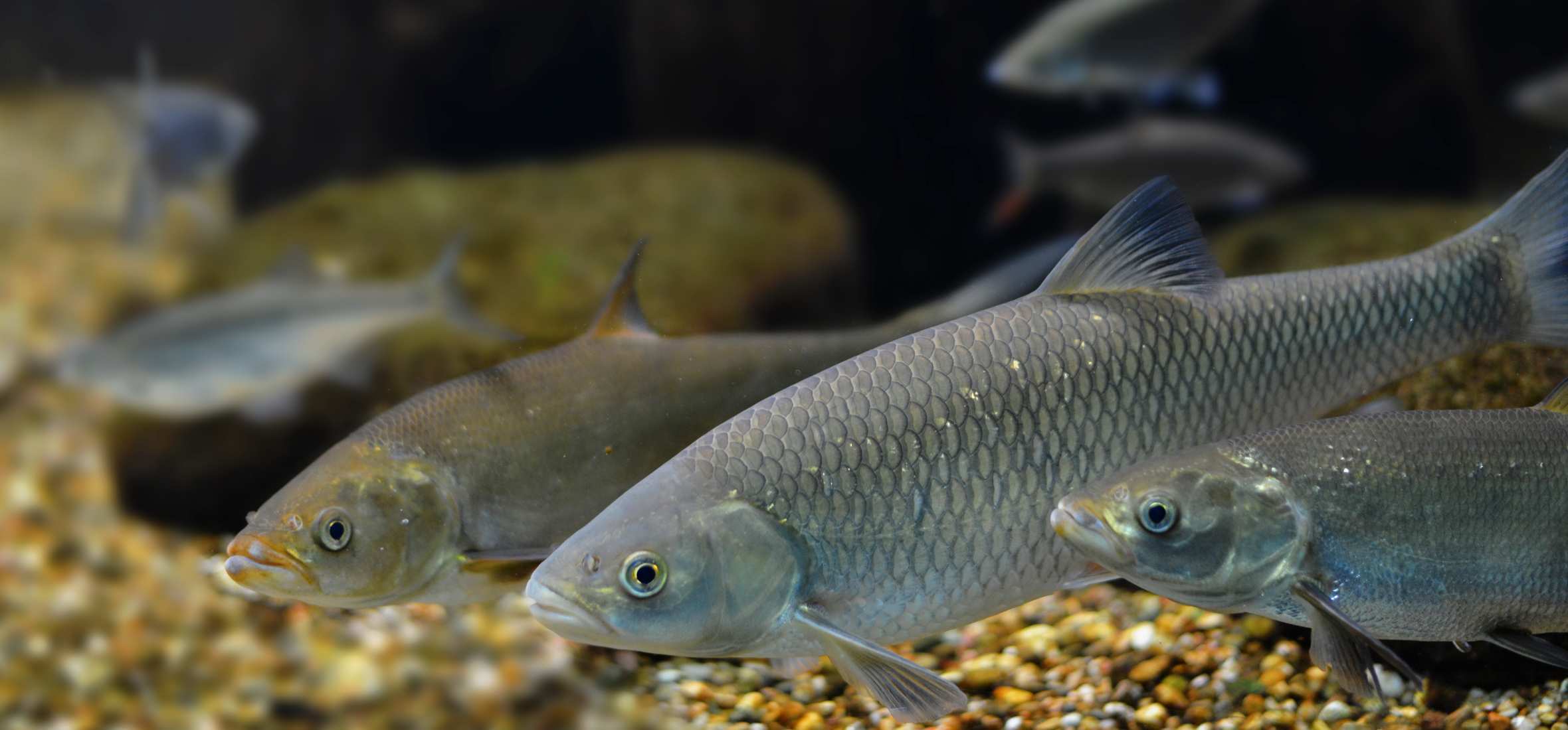 Colorado fish swimming in water